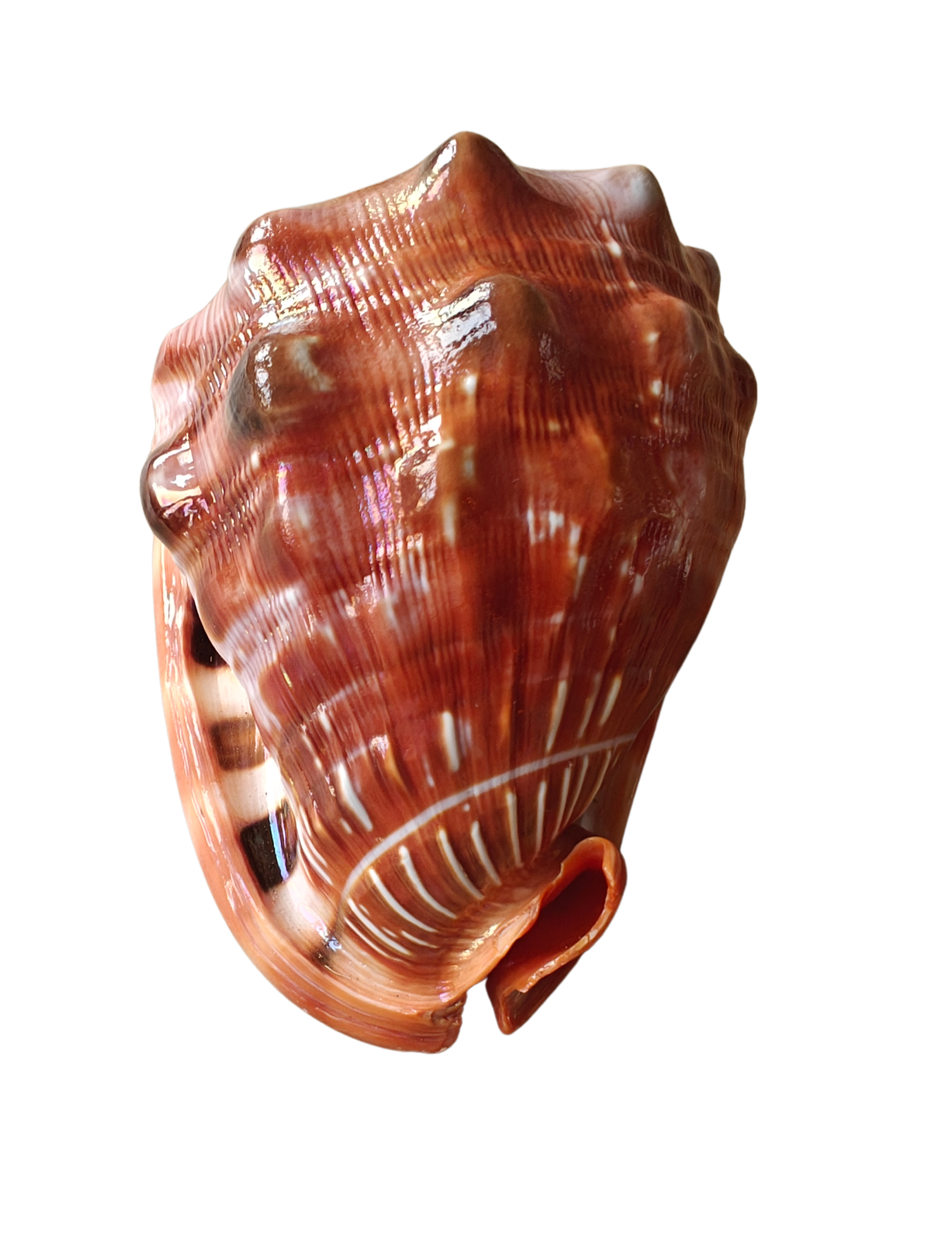 Product Import Holland – Großhandel Tischdeko – Nature Shell Serbung Merah – Küste, Strand, Ibiza Dekoration2