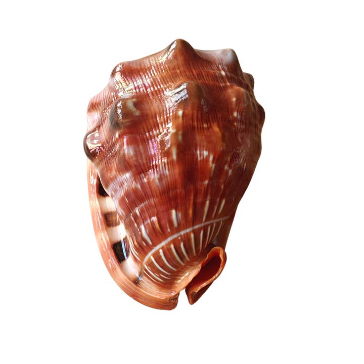 Product Import Holland – wholesale Decorative tabletop object – Nature shell Serbung Merah - coast - beach - Ibiza - deco2