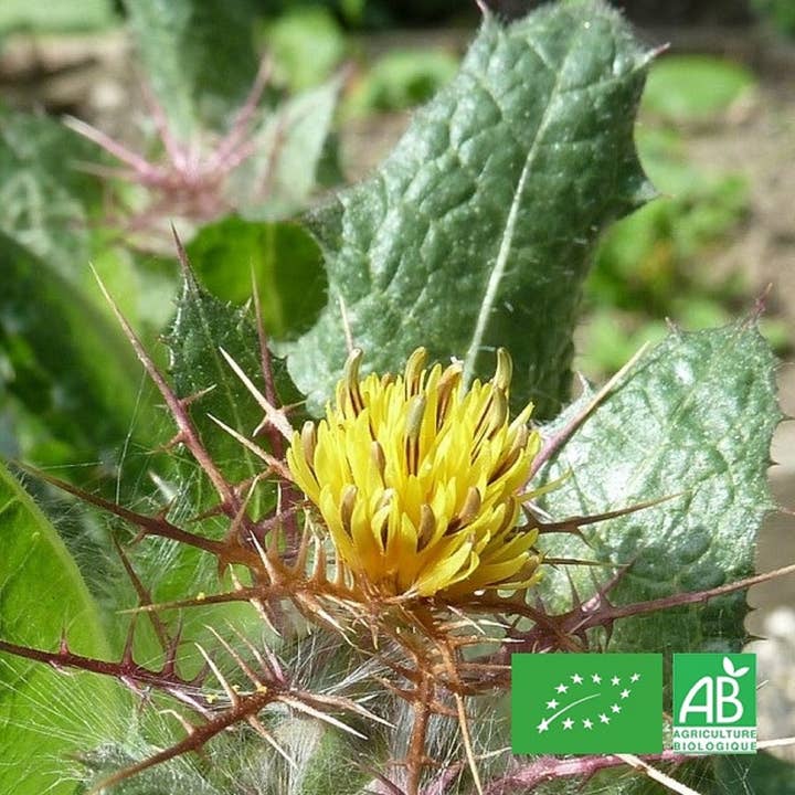 Le Cabri D'Or - Wholesale Herbs - Organic Blessed Thistle - Dried plant