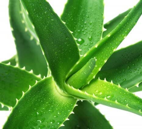 Ana Wiz – Großhandel Aloe-Spray/-Creme – Aloe Vera Gel2