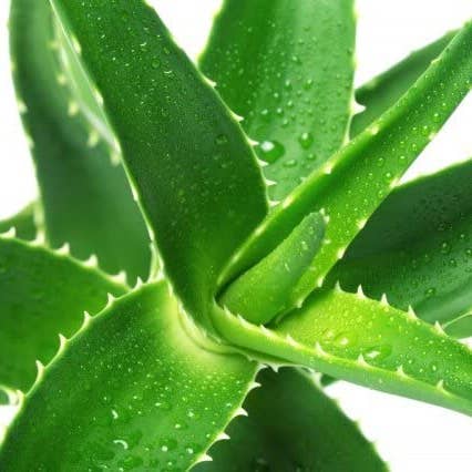 Ana Wiz – Großhandel Aloe-Spray/-Creme – Aloe Vera Gel2