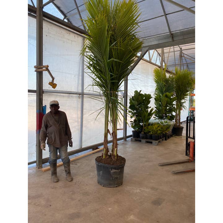 Palm Coconut de 21 po pour la vente par Triad Plants