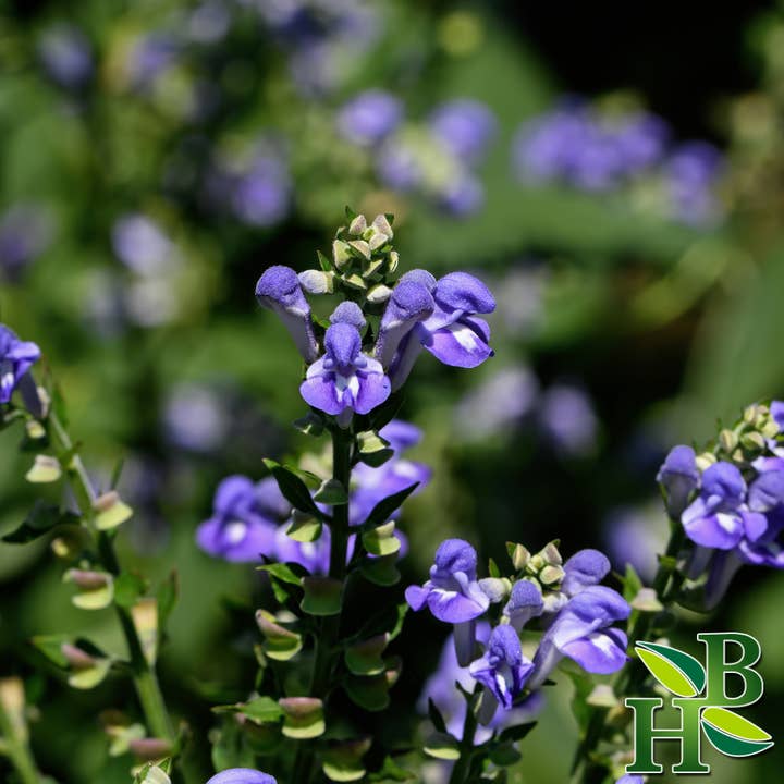 Herb To Body – Großhandel Kräuter – Skullcap Kräuterpulver1