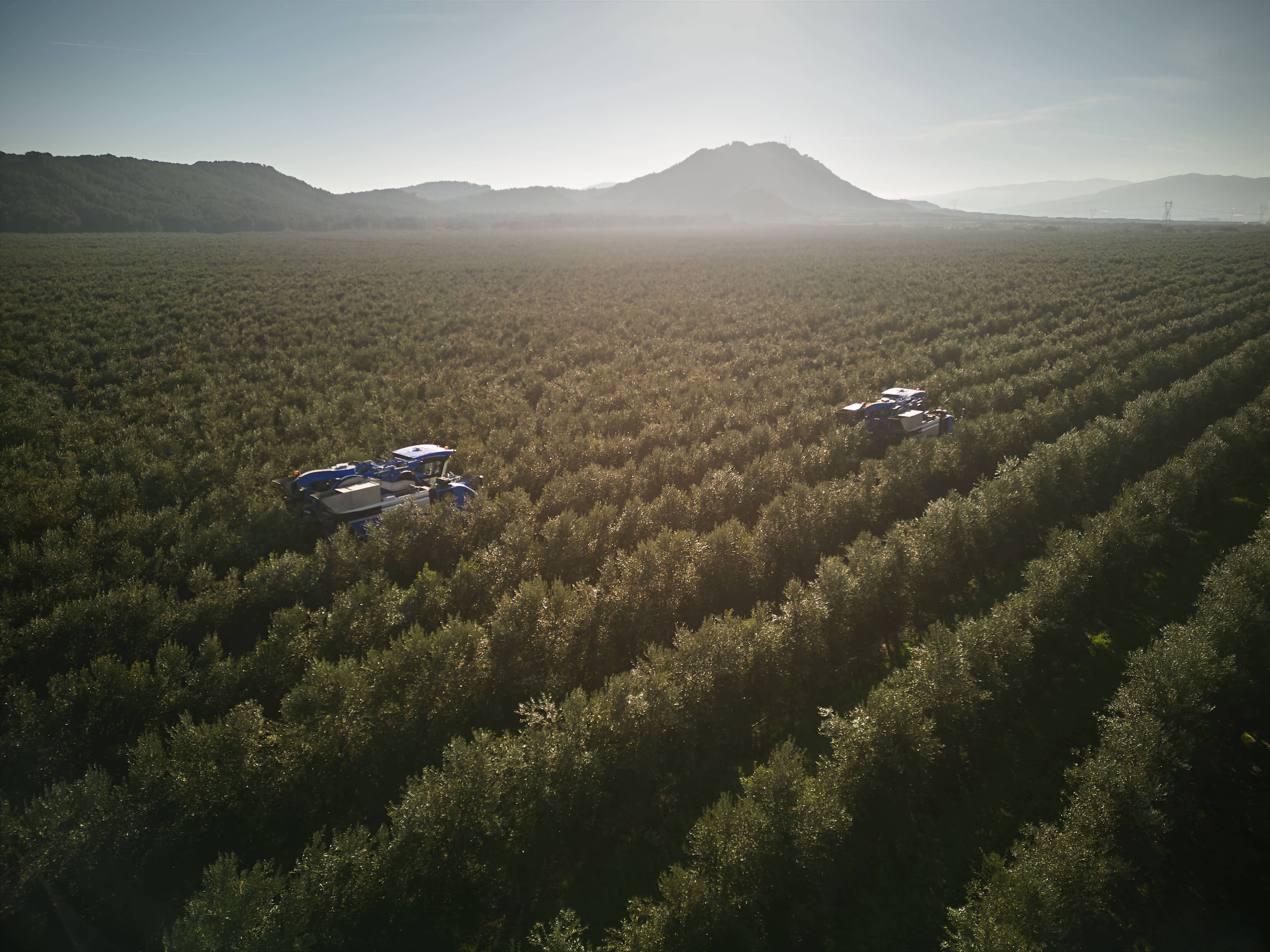 HACIENDA ORTIGOSA - Vendita all'ingrosso Olio d'oliva - Bottiglia da 2 litri di olio extravergine di oliva 100% Arbequina1