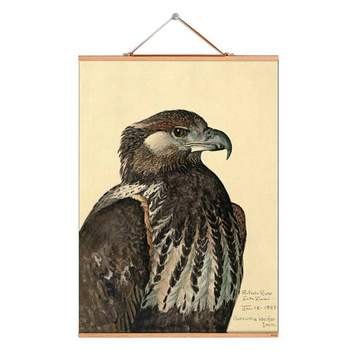 Scroll picture illustration # 221/Fuertes/Schreiseeadler for wholesale by Eicie