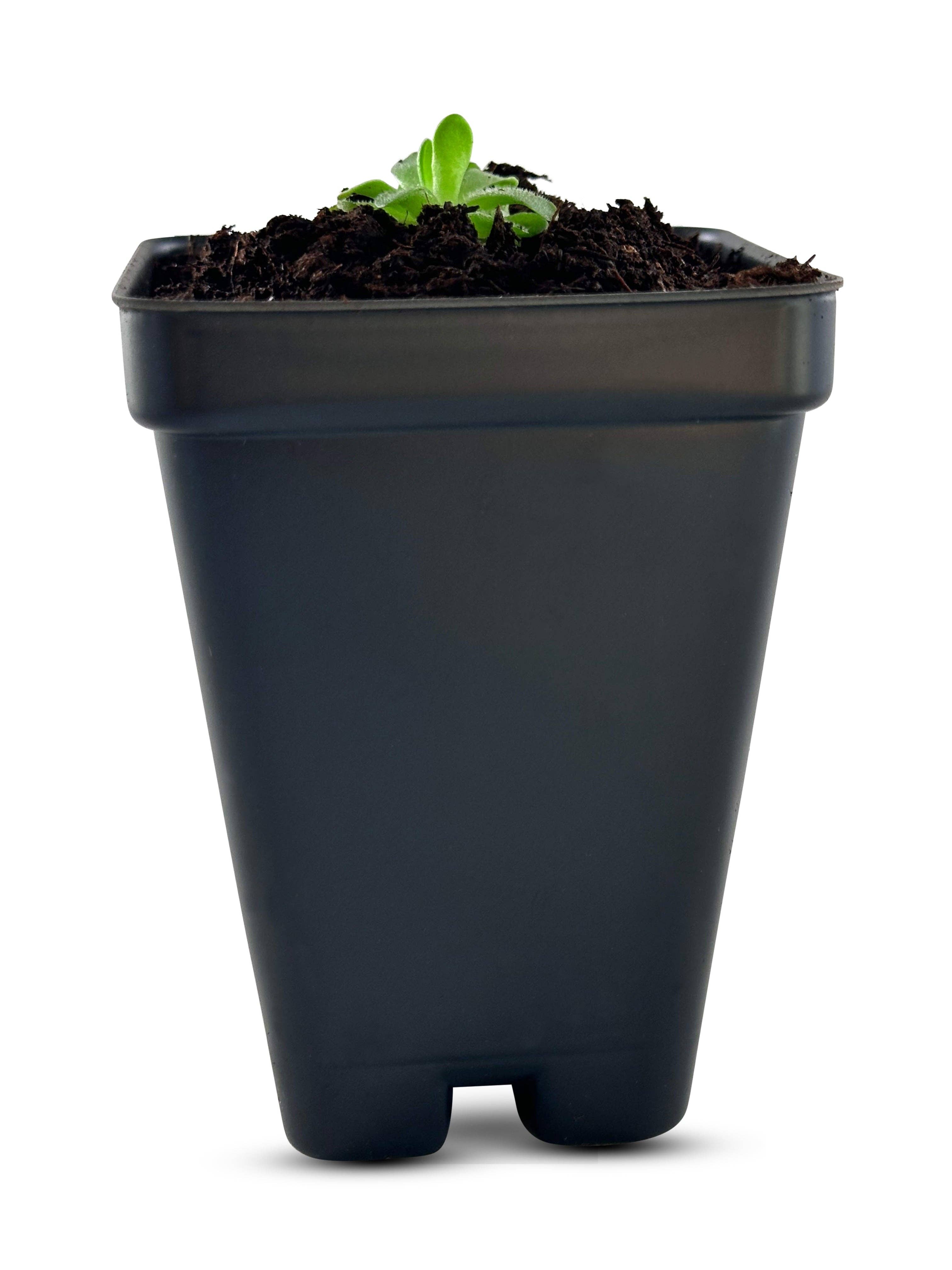 bloomify - Vente Plante - Pinguicula esseriana - Grassette mexicaine : une plante carnivore unique pour les passionnés2