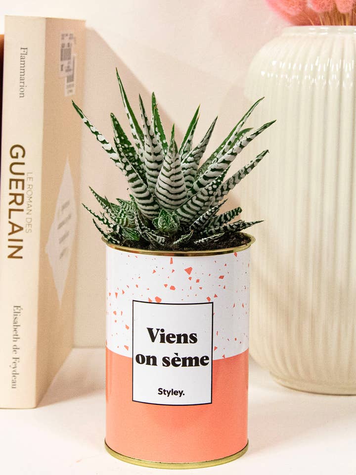 Viens on Sème - Kaktus for engroshandel hos Styley