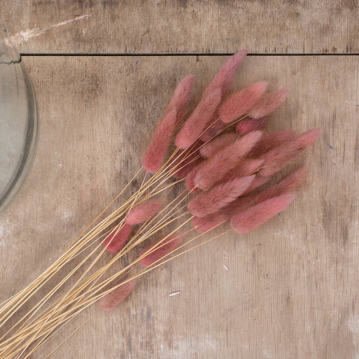 pampas studio uk - Wholesale Gedroogde/geperste bloemen - Bunny Tails Framboos1