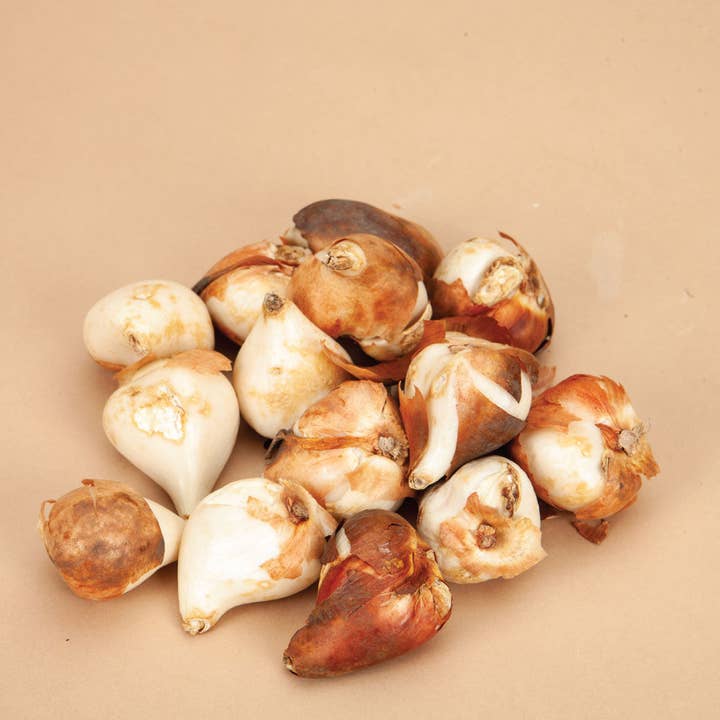 Plantgem - Wholesale Plant Seeds - Copper Image Tulip - 12 Bulbs5