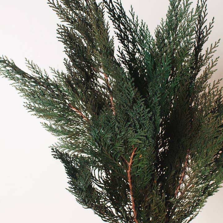 Idlewild Floral Co. - Wholesale Dried/pressed flowers - Preserved Cedar4