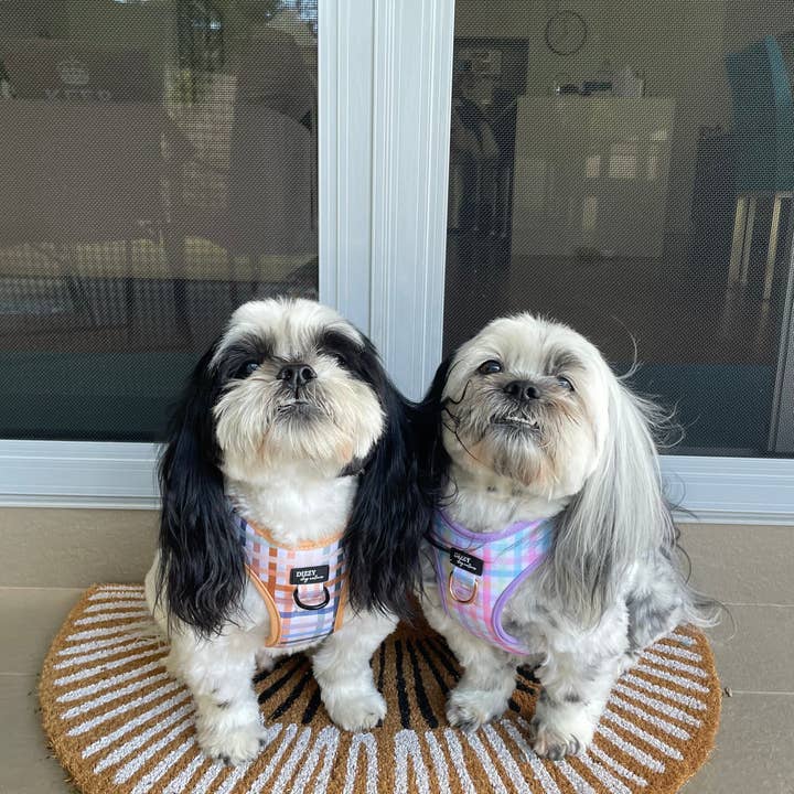 Dizzy Dog Collars - Wholesale Pet Harness - Dog - Step In Dog Harness: No Pull Harness | For XS to Medium Dogs & Cats | Vintage Gingham1