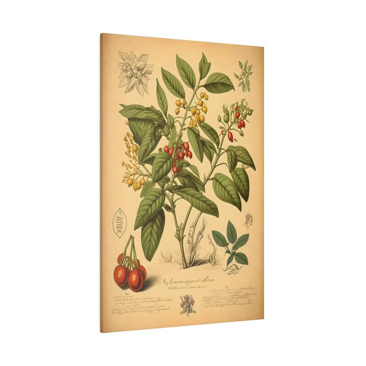 Light Ashwagandha Canvas Print - Herbal Art for Home or Office - Apothecary Decor for wholesale by Print Pothecary