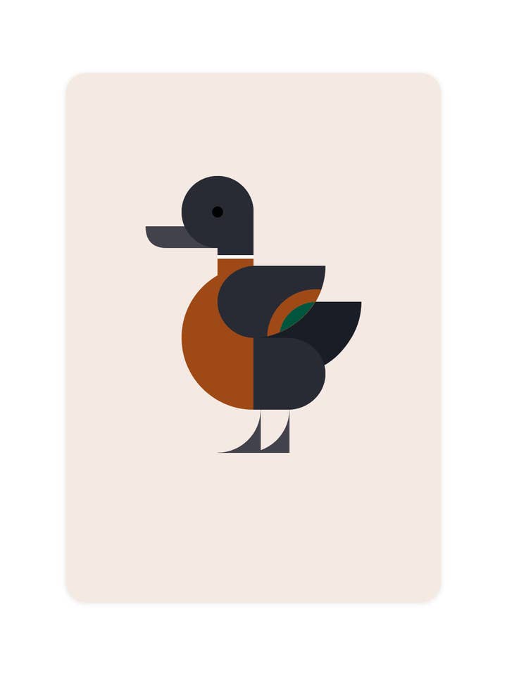 Postcard with Australian Shelduck for wholesale by Eendje