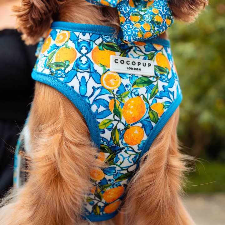 Cocopup London - Wholesale Pet Harness - Dog - Amalfi Lemon Adjustable Neck HARNESS