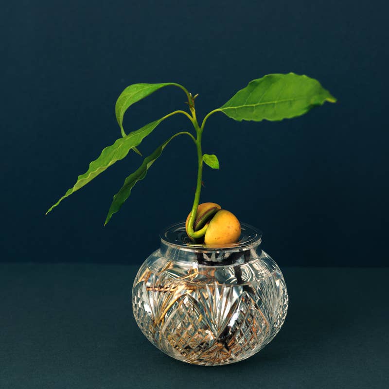 House Of Thol - Wholesale Plant Pot - HELIOS - Propagation Disk for Cuttings, Bulbs & Pits6