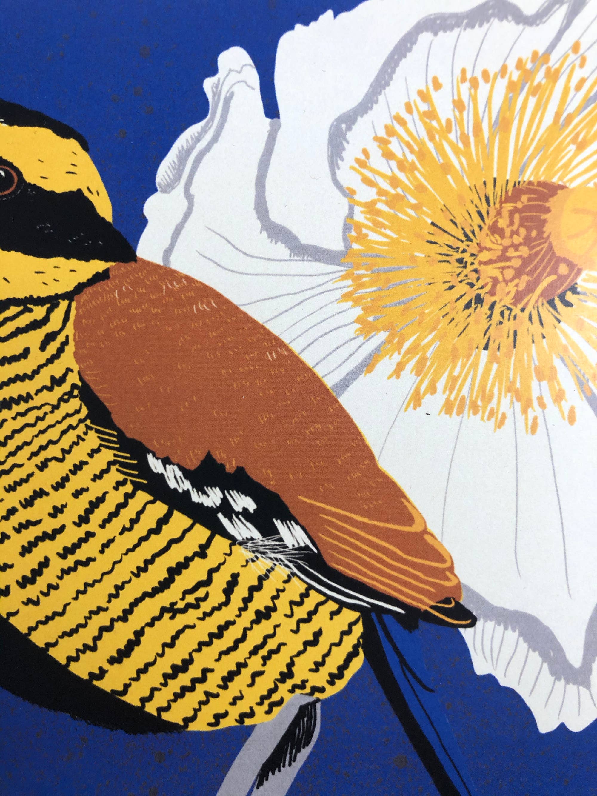 Kate E. Burke - Wholesale Art Print - Bird Series: Javan Banded Pitta 11x14 Digital Print4