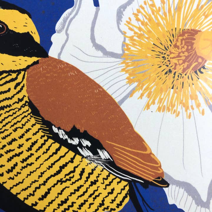 Kate E. Burke - Wholesale Art Print - Bird Series: Javan Banded Pitta 11x14 Digital Print4