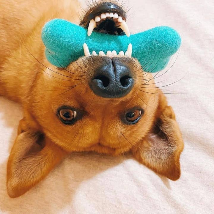 Wool Jamboree - Wholesale Pet Toy - Dog - Small Solid Wool Dog Bones5