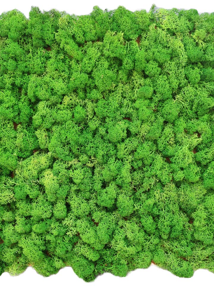 Reinlav stabiliseret lav i naturlig grøn fra MossHouse for engroshandel hos Moss House