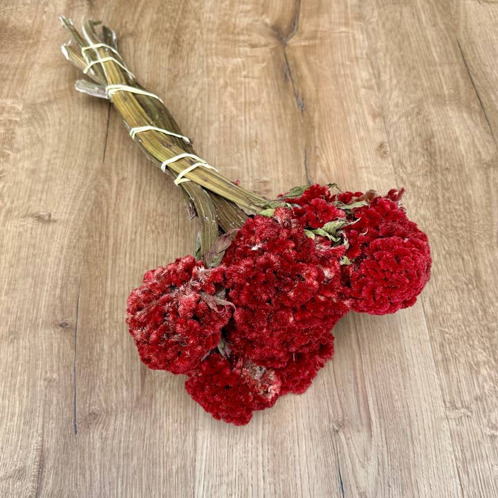 Lovejoy Farms Premium Dried Flowers - Wholesale Dried/Pressed Flowers - Coxcomb (Celosia) - Red