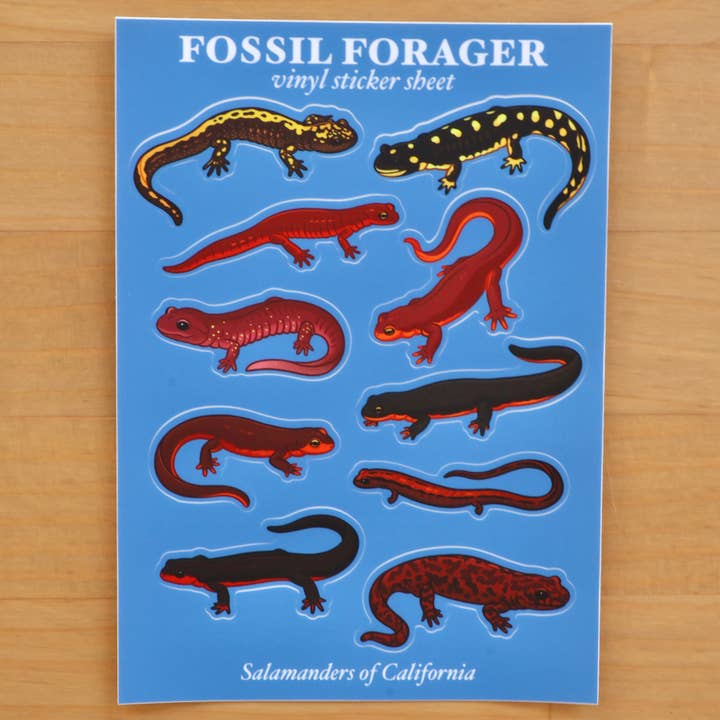 Salamanders of California Sticker Sheet for wholesale by Fossil Forager