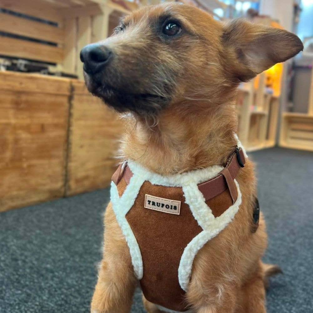 Trufois – wholesale Sele - Hund – Teddy Sisu Sele - Mocca6