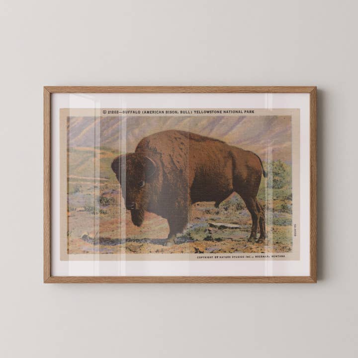Impression sur papier d'art de carte postale de buffle de Yellowstone pour la vente par Retrospect Studios