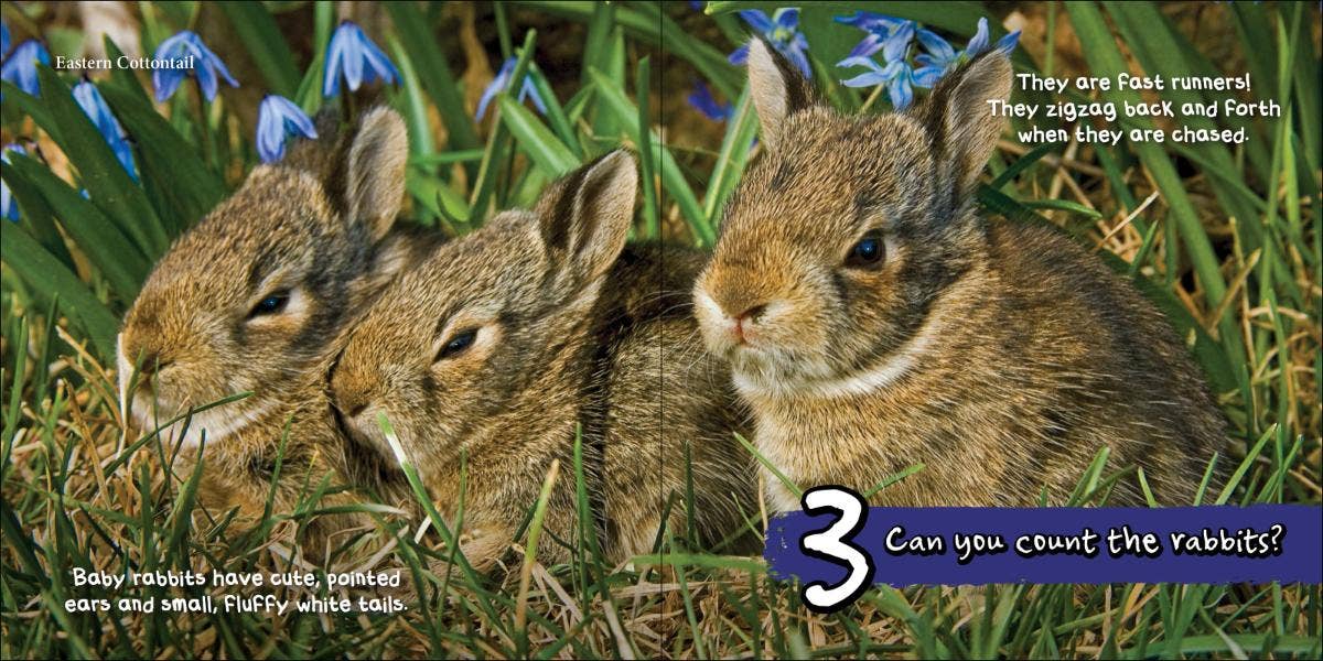 AdventureKEEN - Wholesale Preschool Book (3-5) - Can You Count the Critters?3