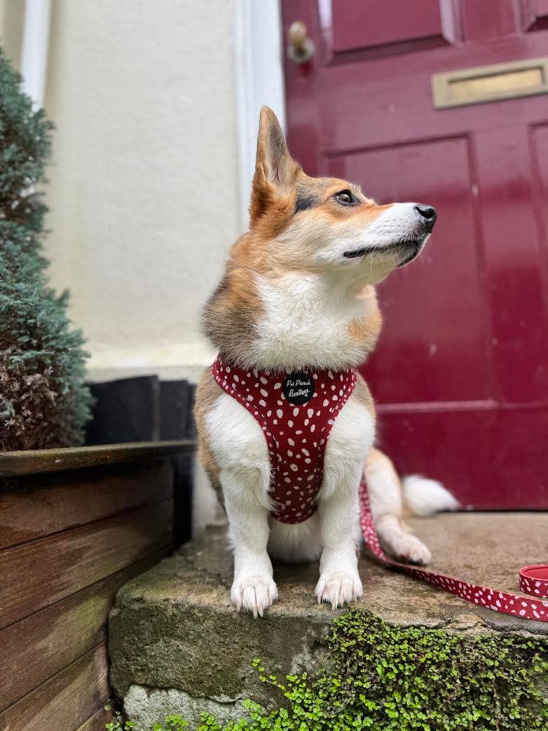 Pet Pooch Boutique - Venta al por mayor Correa - Perros - Correa para perro de setas amapola - Reversible (rojo)4