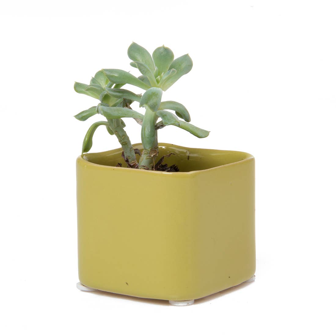 Chive - Wholesale Plant Pot - Svek Succulent Planter For Succulents And Floral Frogs14