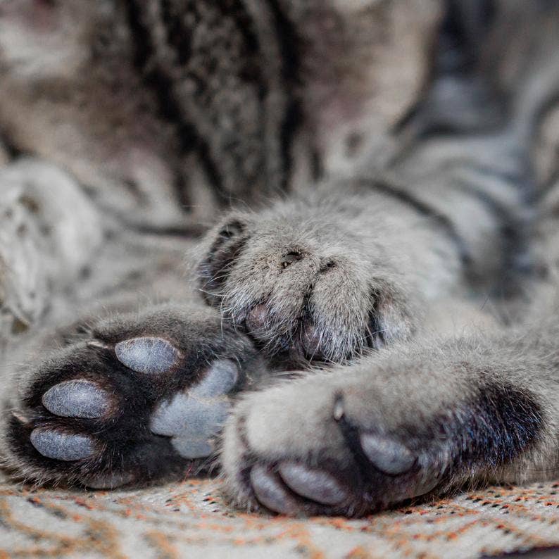 Simply Sage Dog Treats, LLC - Wholesale Pet Paw Protection - White Label Unscented Paw Balm Dog and Cat, Private Label6