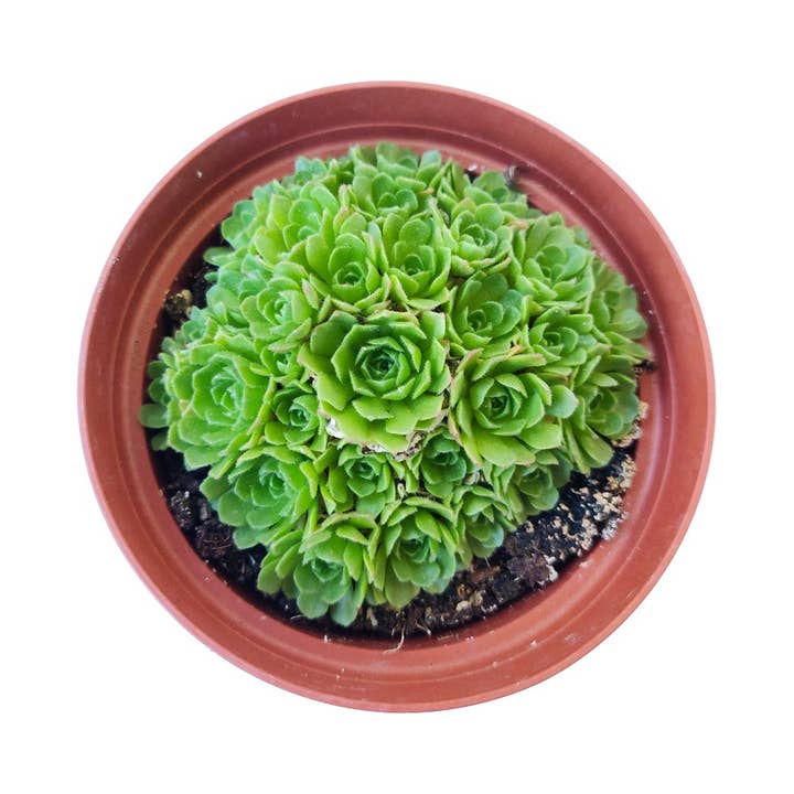 Best Plant Friend - Wholesale Succulent - Rosularia Platyphylla Succulent 2"/ 4" Pot, Mini Rosettes1