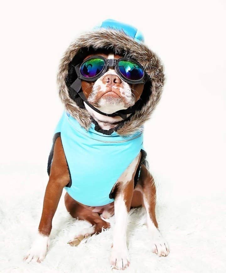 Show & Tail - Wholesale Hondenjas - Hond - The Fur-Ever jas voor honden met faux bontkraag2