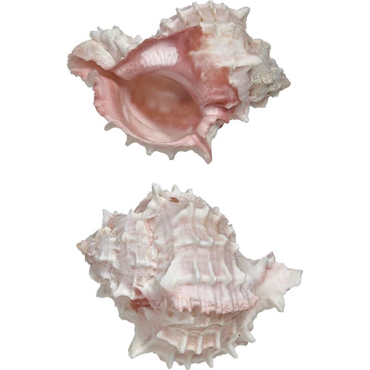 Pink Murex 4" & Up for wholesale by HS Seashells