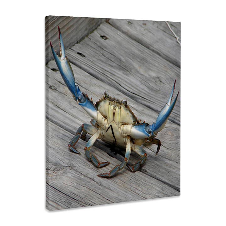 3dRose, Afbeelding van Blauwe Krab - marien, schepsel, dier, wild, oceaan, ongewerveld, blauw, krab, zeevruchten, Museumkwaliteit Canvasdoek voor wholesale door 3dRose