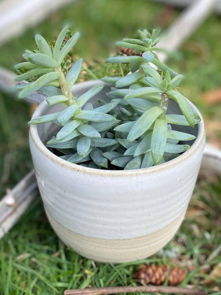 Maceta costera, tamaño mediano para venta al por mayor de Coastal Clay Co.