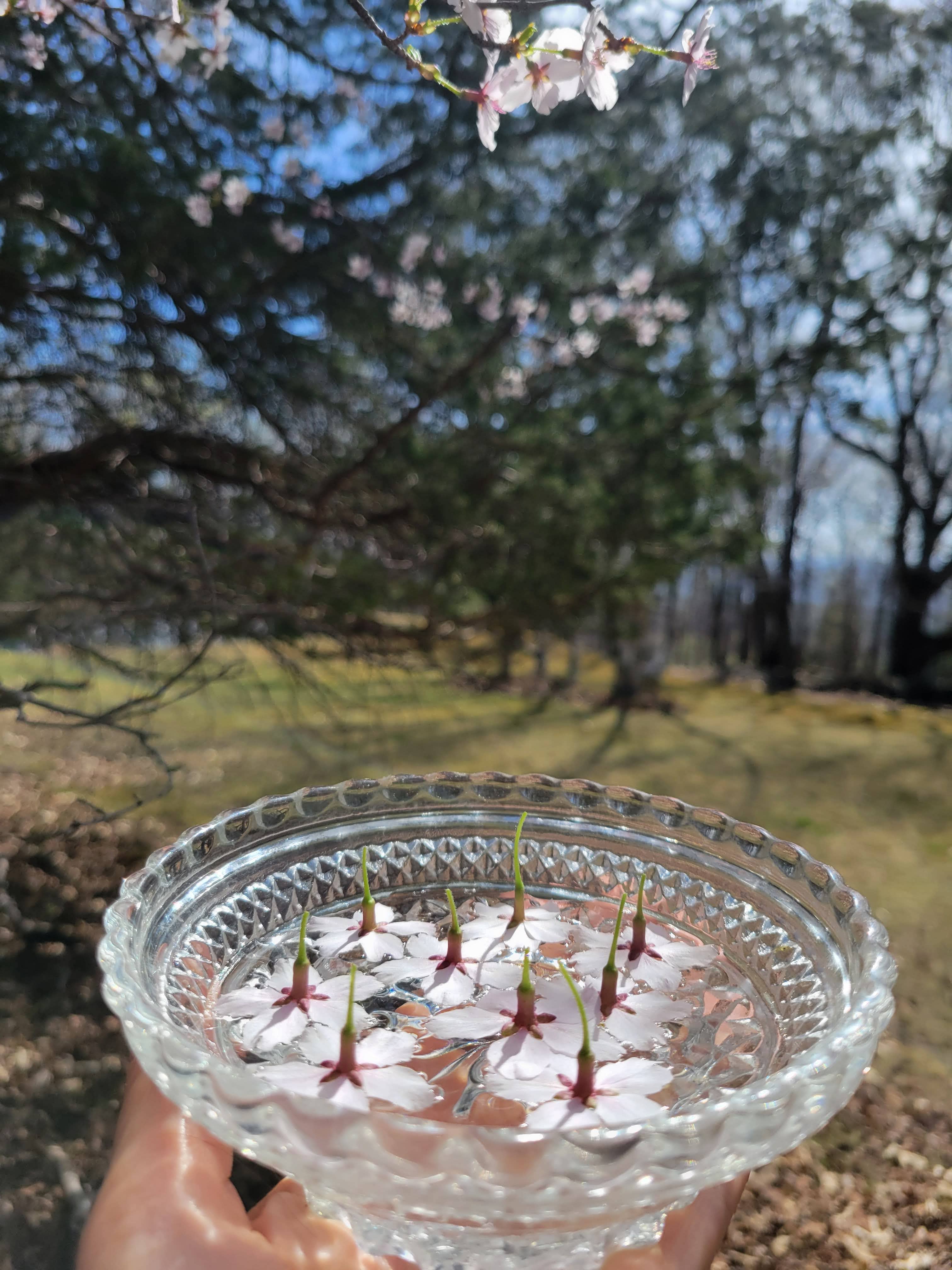 Cosmic Mother - Wholesale Oral Supplement/Vitamin - Cherry Blossom Flower Essence | Vibrational Remedy2