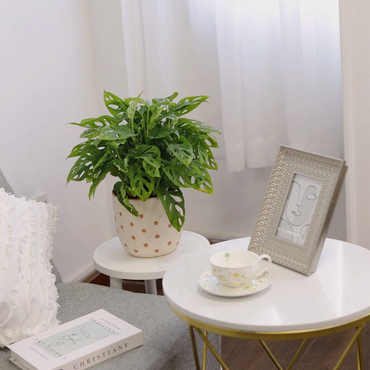 Best Plant Friend - Wholesale Live Plant - Monstera Adansonii 'Swiss Cheese' - Live Plant - 4/6 inch7