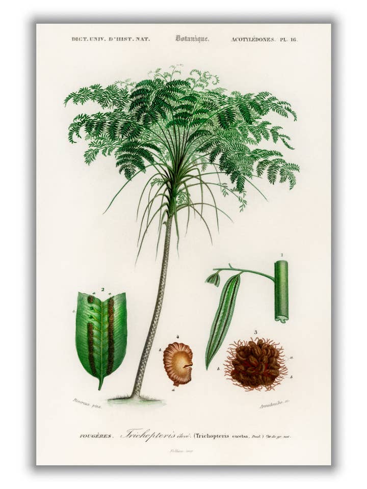 Trichipteris excelsa por atacado de Stanley Print House