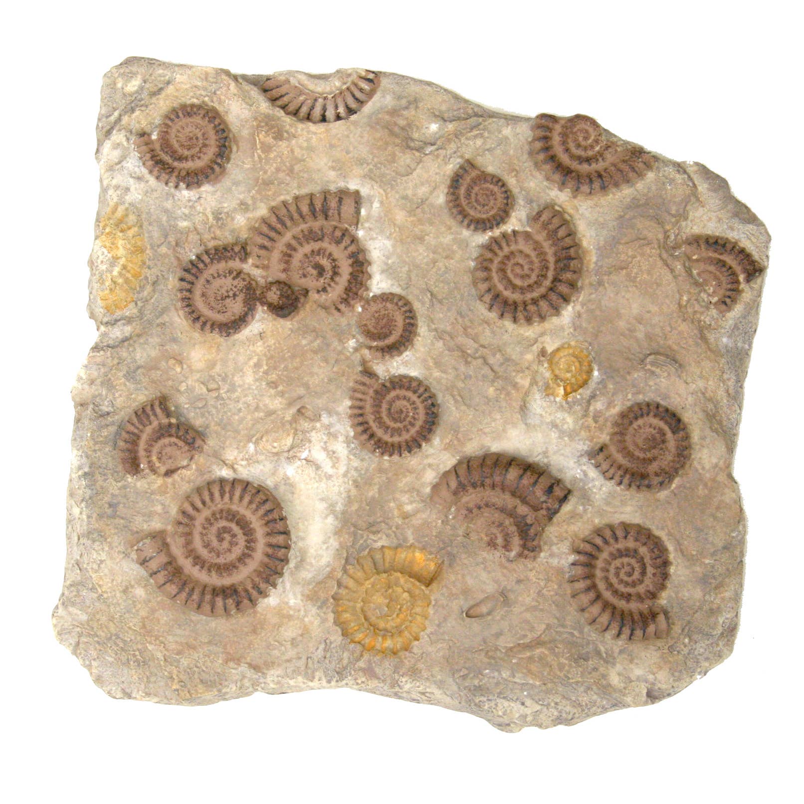 Modern World by Contrast Inc. – wholesale Väggplakett – Trilobite Wall Plack0