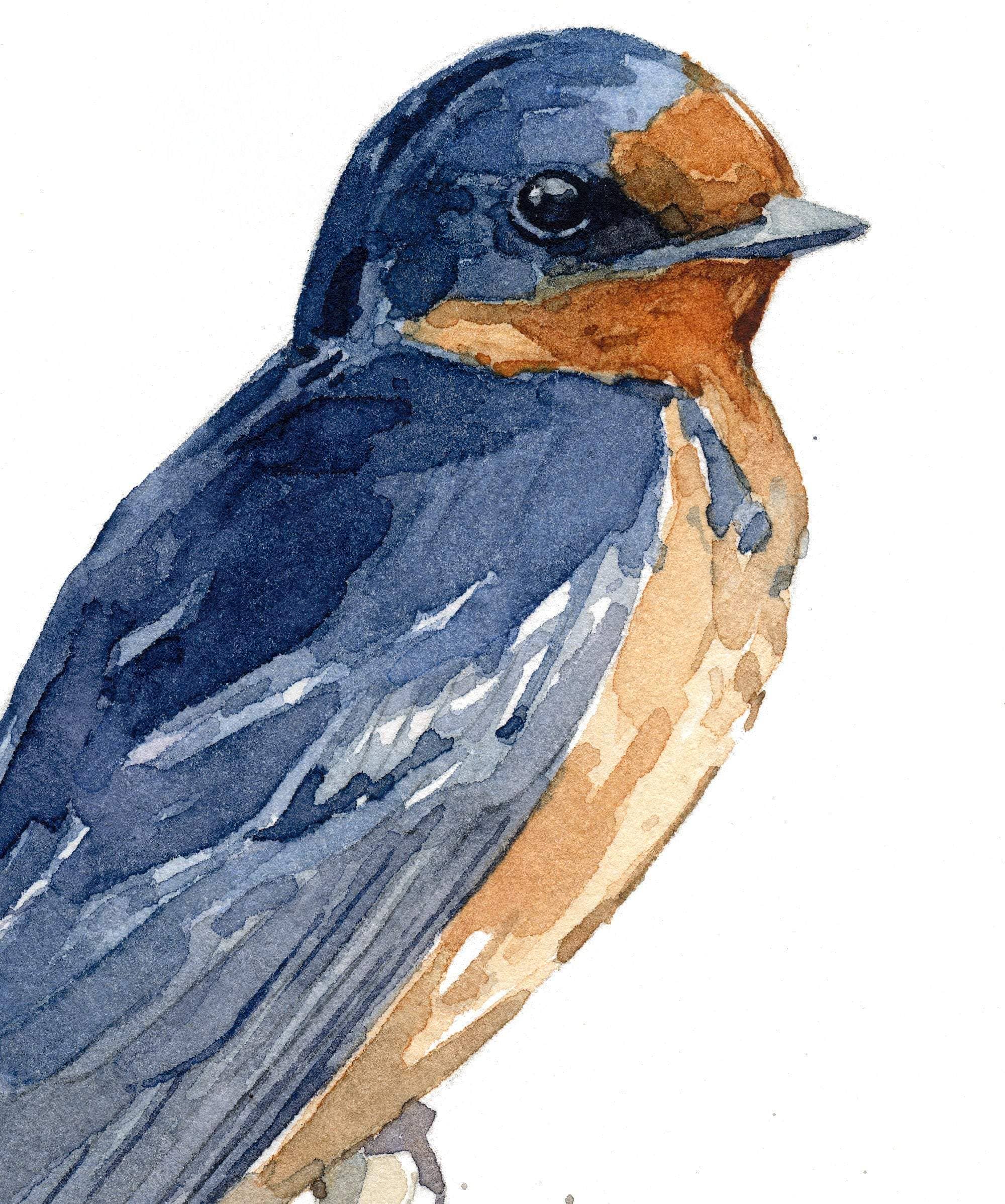 Studio Tuesday - Wholesale Kunstprint - Barn Swallow Aquarel Print, Vogel Schilderij2