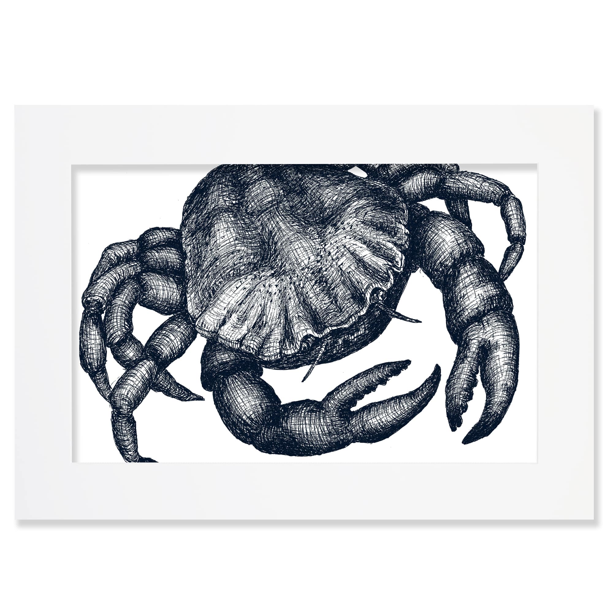 Cream Cornwall – wholesale Art print – Blue & White Crab Art Print – Mounted in 3 Sizes1