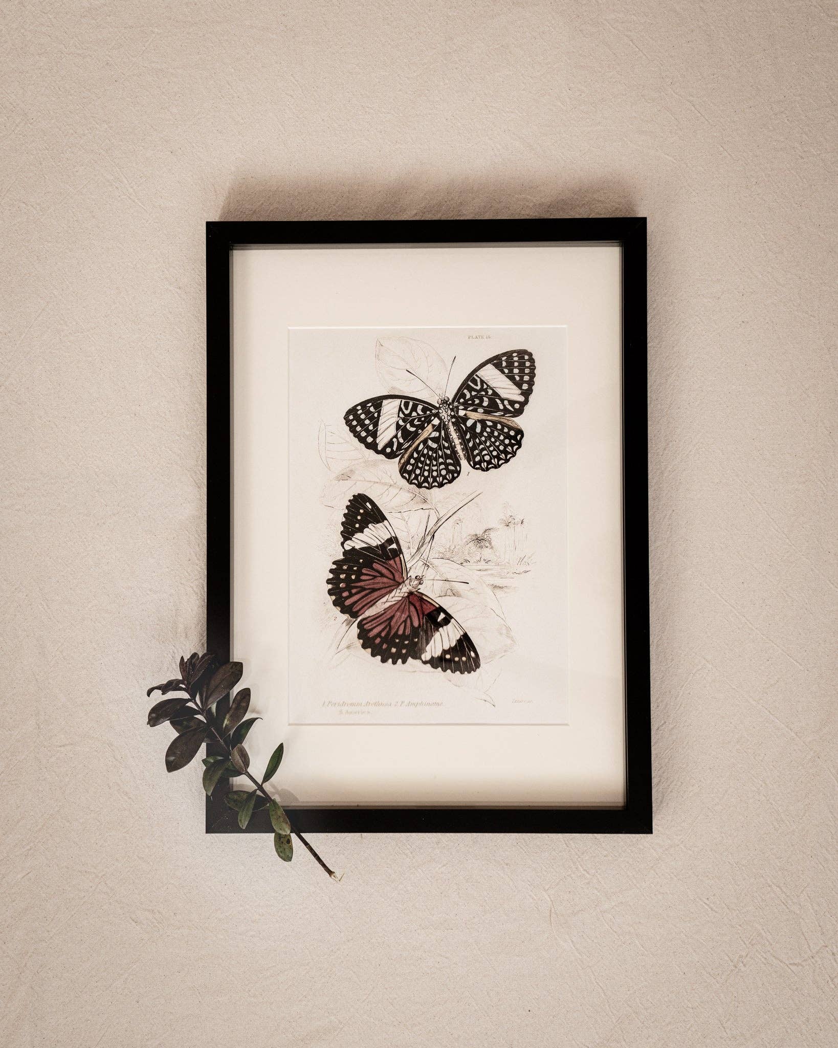Coultura - Wholesale Gallery Wall Set - Framed Gallery Wall Set – Vintage Butterfly Botanical Art Prints (Set of 6, Black Noir Frame)5