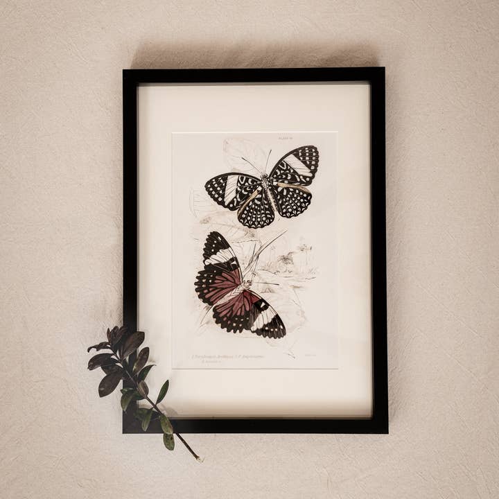 Coultura - Wholesale Gallery Wall Set - Framed Gallery Wall Set – Vintage Butterfly Botanical Art Prints (Set of 6, Black Noir Frame)5