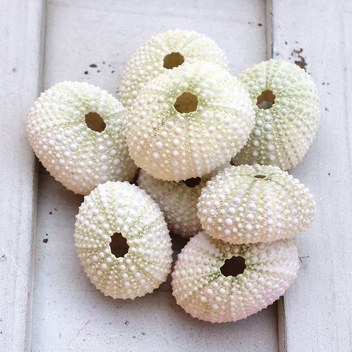 California Seashell Company - Wholesale Decorative Tabletop Object - Pink / White Sea Urchin - 1-2" 1