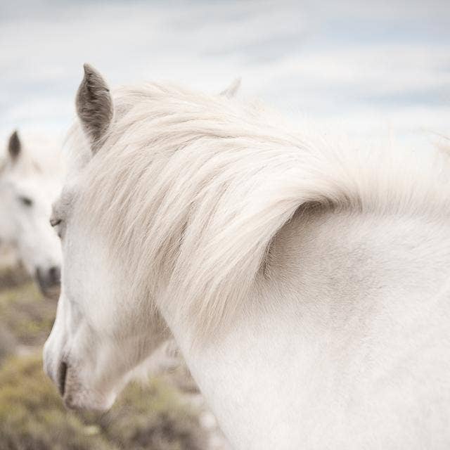 Hästens perfektion VI för wholesale av Joseph Eta