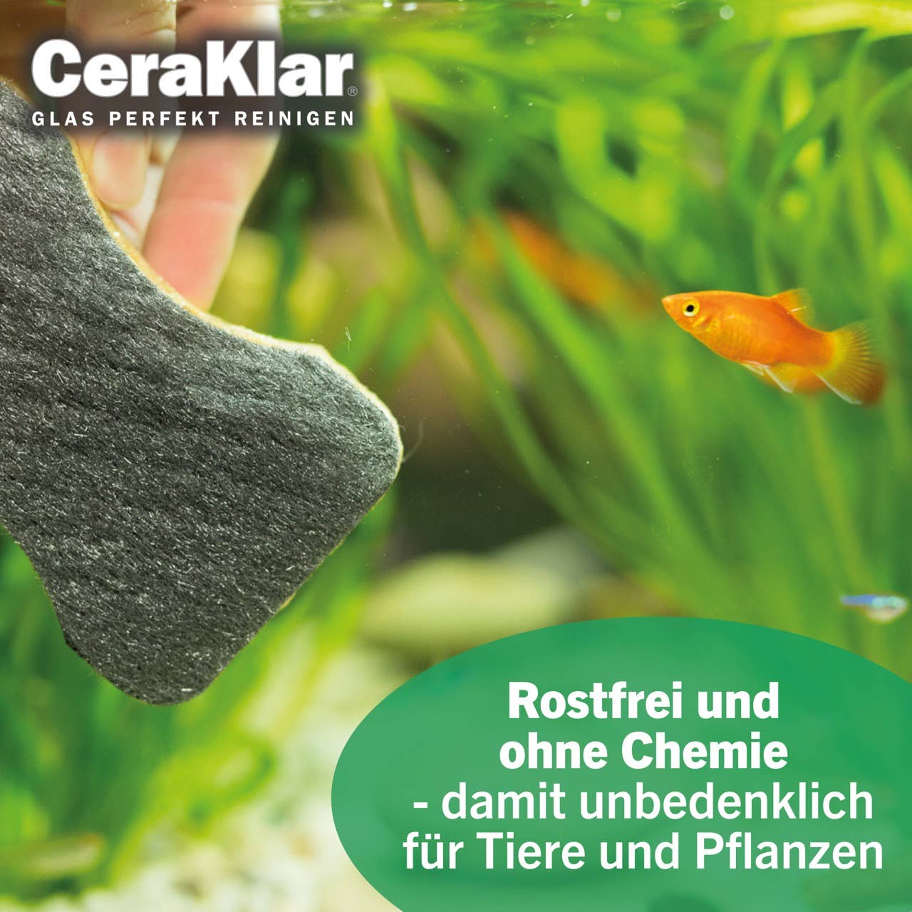 abrazo - Wholesale Cleaning Sponge - abrazo CeraKlar Aquarium - 2 sponges, removal of algae5