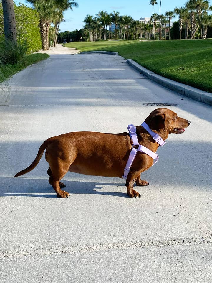 Lavender Waterproof Dog Collar for wholesale by Urbana Pet Boutique