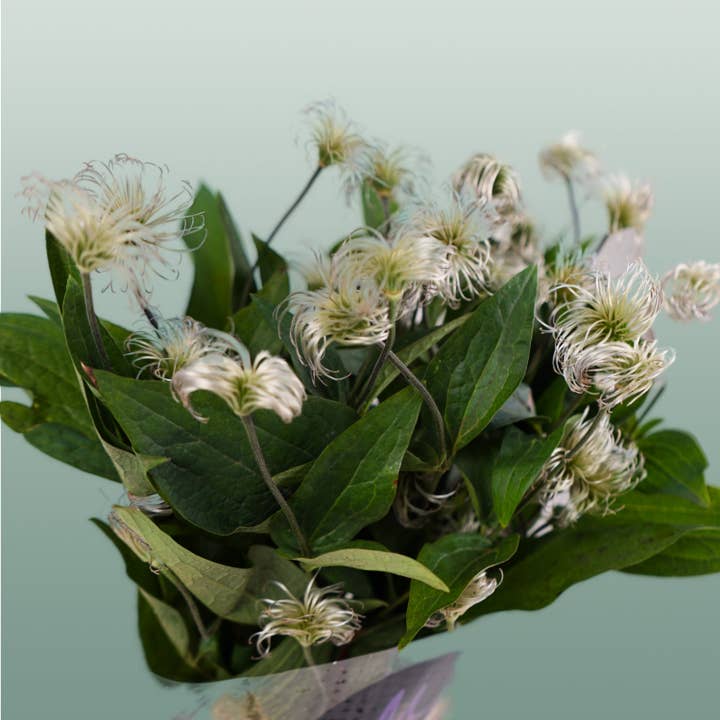 White Clematis Amazing Kibo (10 Stems) for wholesale on Faire4