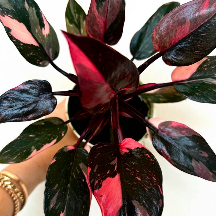 Plant Vault - Wholesale Live Plant - Philodendron Black Cherry
